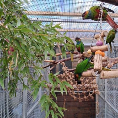 Image 3 of 2023 Blue throated conures