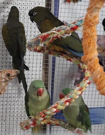 Image 7 of X Young Alexandrine, Derbyan, Patagonion Parrots X