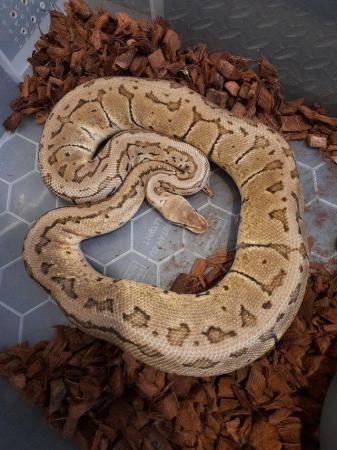 Image 21 of Ball pythons available for sale..