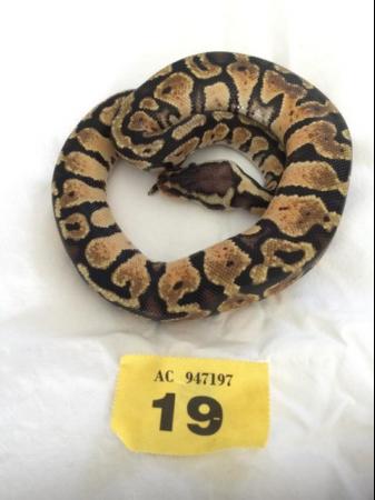 Image 1 of Pastel baby royal python - Female