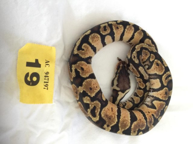 Preview of the first image of Pastel baby royal python - Female.