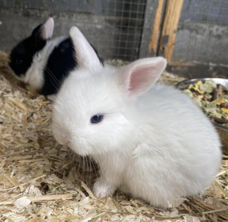 Image 2 of Minilop Baby Rabbits for sale