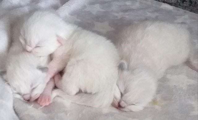 Image 3 of Pure Breed Ragdoll Kittens