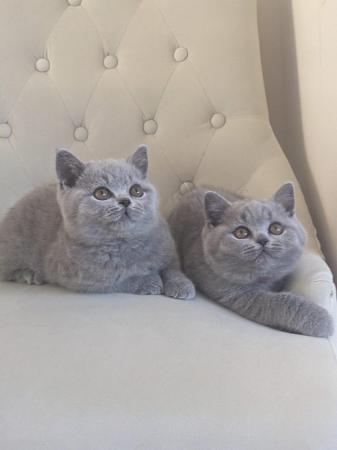 Image 26 of Amazing British Shorthair Blue registered kittens