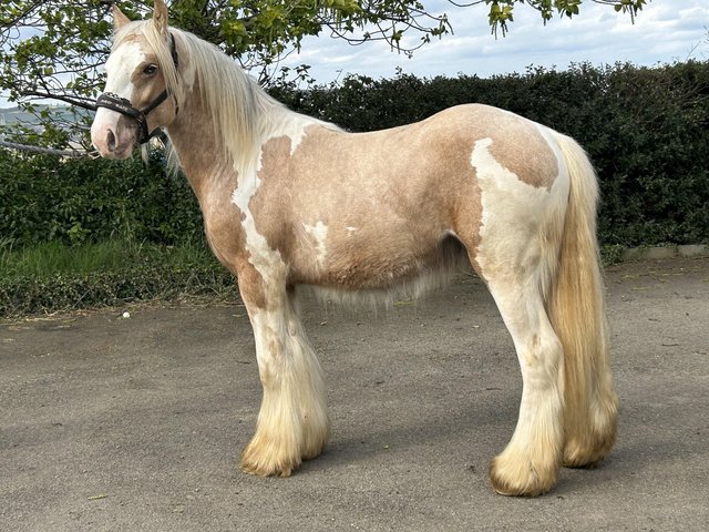 Preview of the first image of Hermits Sugar Rush , palomino & white 2 yr old cob colt.