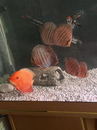 Image 1 of 5ft fish tank with lights (needs new bulbs) lid