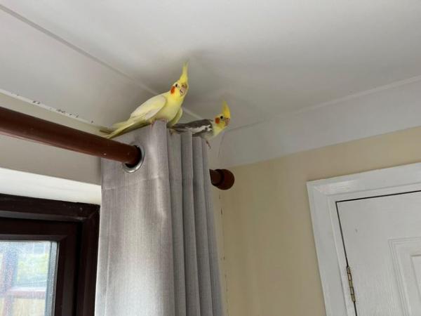 Image 2 of Cockatiels pair for sale