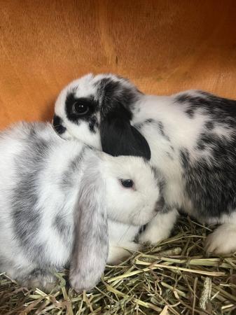 Image 5 of Two female lop rabbits for rehoming