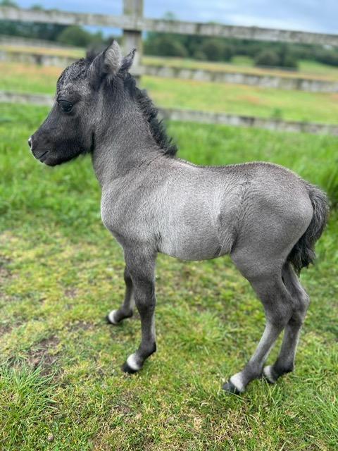Preview of the first image of PARTBRED FALABELLA COLT FOAL BLUE ROAN CHANCE.