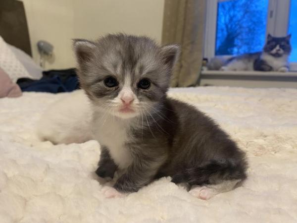 Image 4 of All reserved Ragdoll x Persian kittens