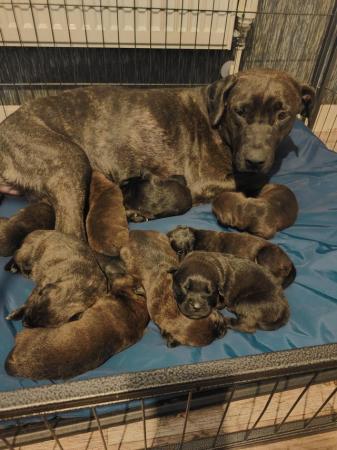 Image 4 of Presa weiler puppies for sale