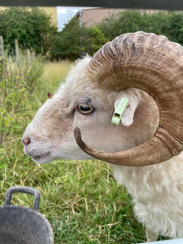 Preview of the first image of Registered Ouessant tup for sale.