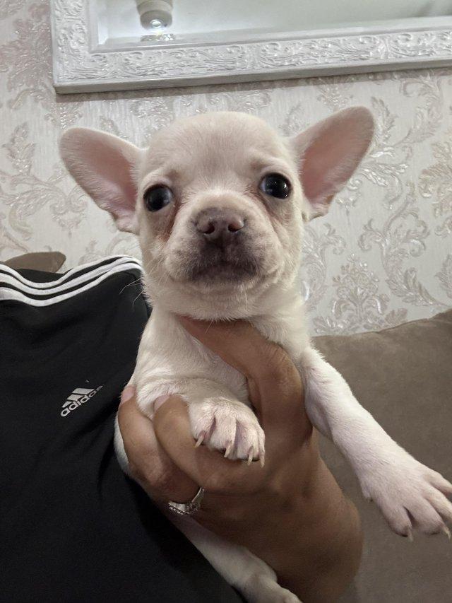 Chihuahua x puppies for sale β Pets & Animals in Grays