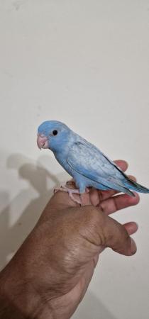 Image 1 of Handreared Blue parrotlets looking for new home