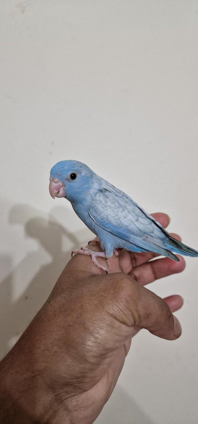 Preview of the first image of Handreared Blue parrotlets looking for new home.