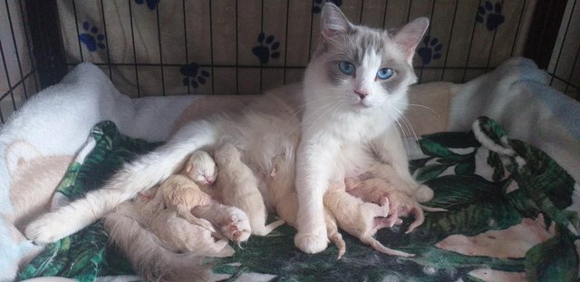 Image 2 of Pure Breed Ragdoll Kittens