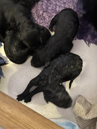 Image 6 of gorgeous 2 week old gorgeous black standard poodle puppies