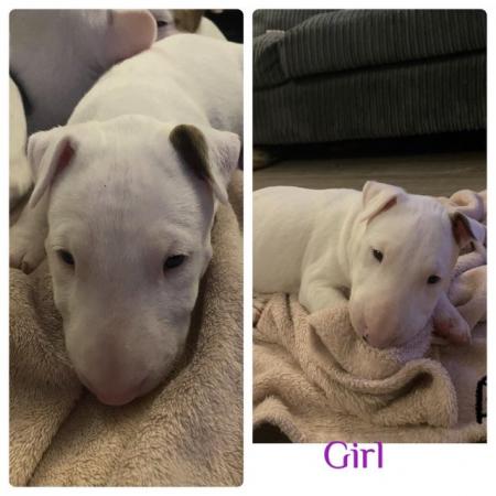 Image 3 of KC Registered English Bull Terrier puppies
