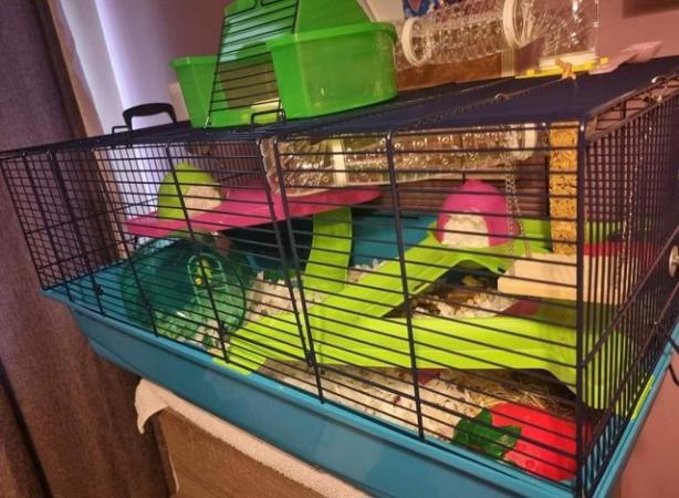 Image 4 of 15 mth male Syrian hamster with large cage and accessories