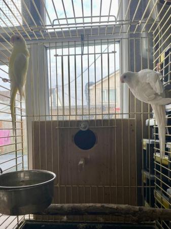 Image 5 of red rump parakeets pair - needed their new homes