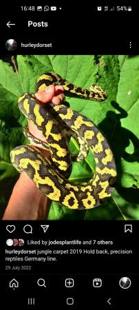 Image 8 of Jungle carpet python Baby's born 2023