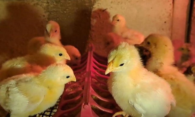 Image 2 of Chicks available from quality purebreed chickens