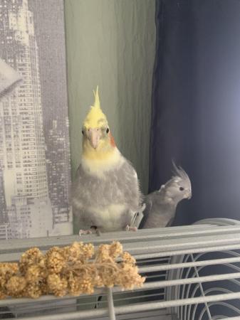 Image 3 of Male and female cockatiels
