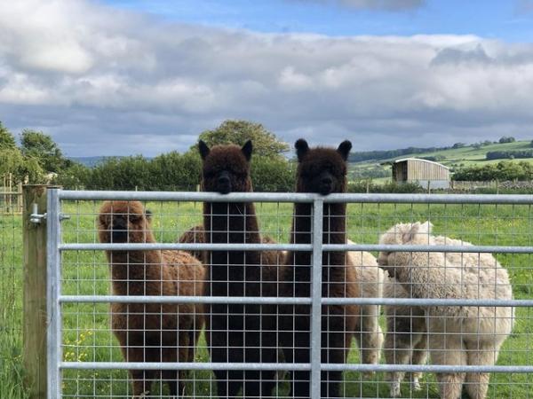 Image 1 of Alpacas for sale PET BOYS (also breeding stock available)