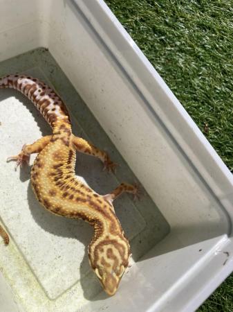 Image 5 of Leopard gecko, male/females
