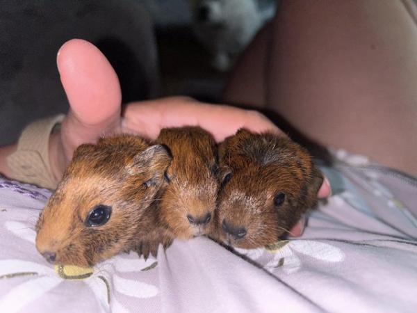 Image 4 of baby guinea pigs *ready in august*