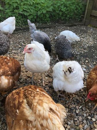 Image 1 of Various POL Hens available