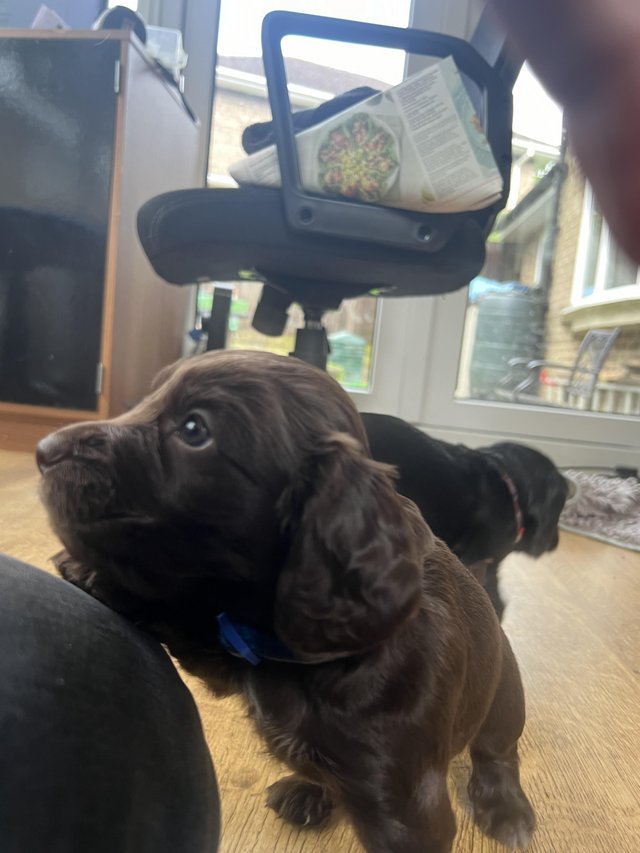 Preview of the first image of Cocker spaniel puppies reduced.