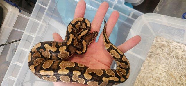 Balls, African House Snake and Bullsnake — photo 4 of 4