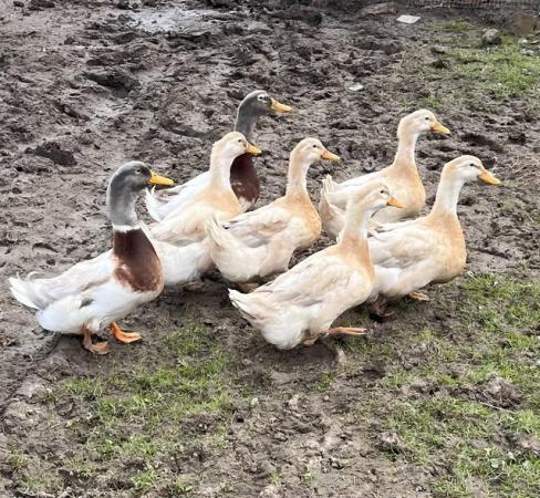 Image 1 of 6 Saxony Ducks For Sale