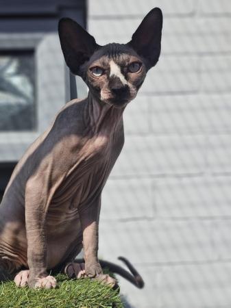 Image 13 of Gccf male sphynx kitten from health tested parents