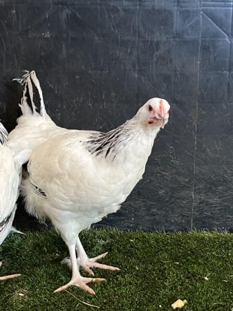 Image 5 of Chickens for sale cream legbars, Pekins, aracunas, Goldtops