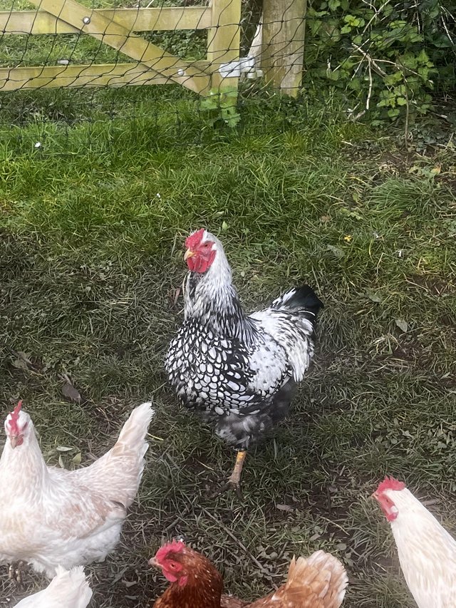 Preview of the first image of Silver laced, Cockrell 7 months old.