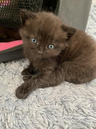 Image 2 of British Shorthair X Kittens for sale