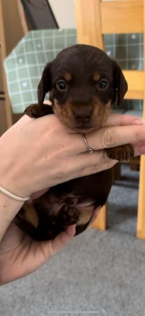 Image 9 of Quality Chocolate miniature dachshund puppies