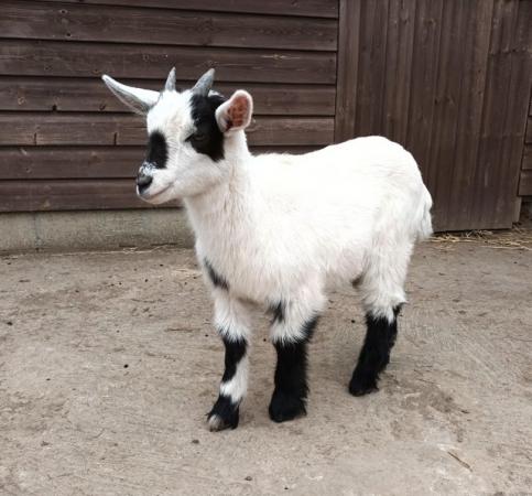 Image 3 of Friendly Pygmy x British Sanaan Goat Wether Kid