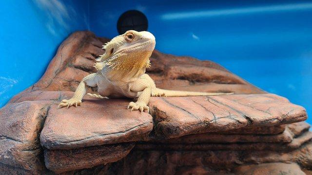 Image 1 of 1 Year Old Female Bearded Dragon