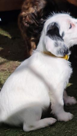 Image 9 of Spaniel cross pups 1 girl 2 boys available