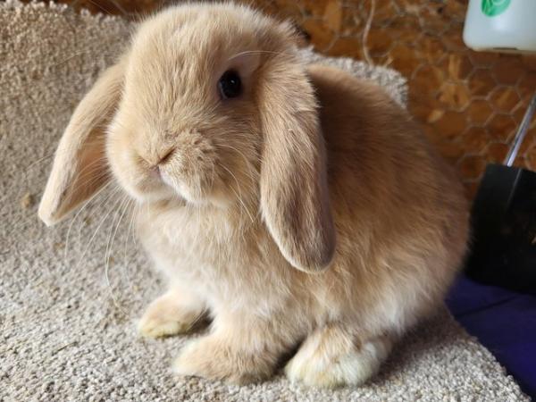 Image 4 of Ready Now ... Fawn Mini Lop Buck