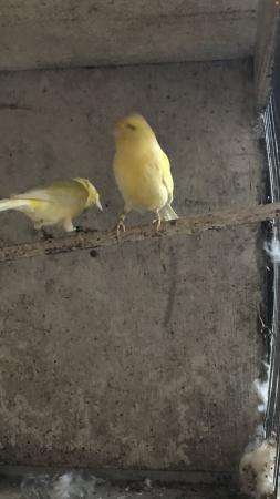 Image 4 of Two yellow canaries for sale