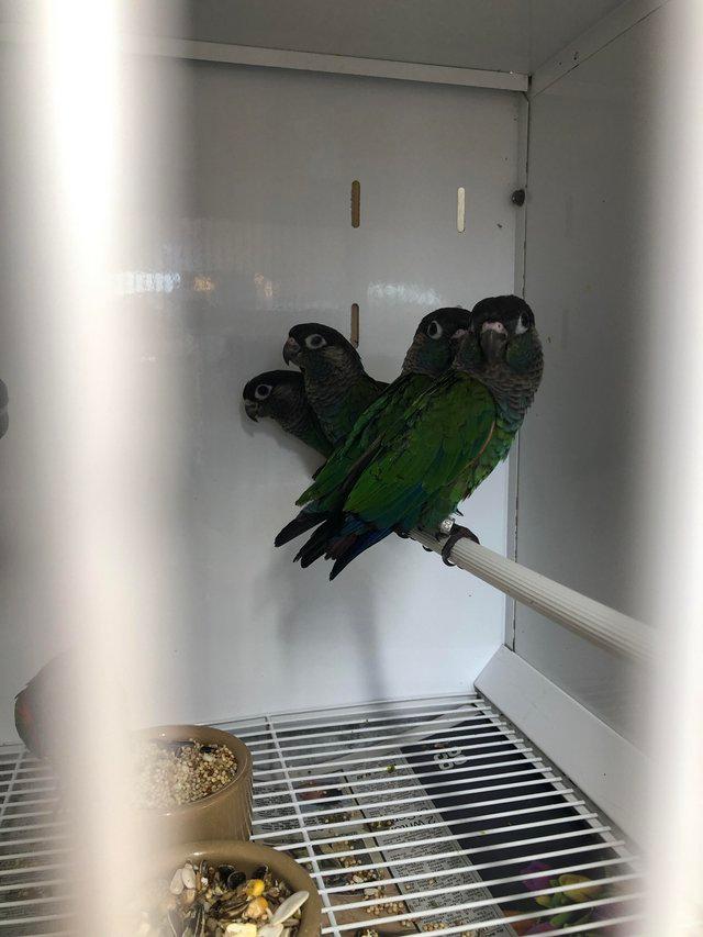 Preview of the first image of Young Pearly Conures ready for sale.