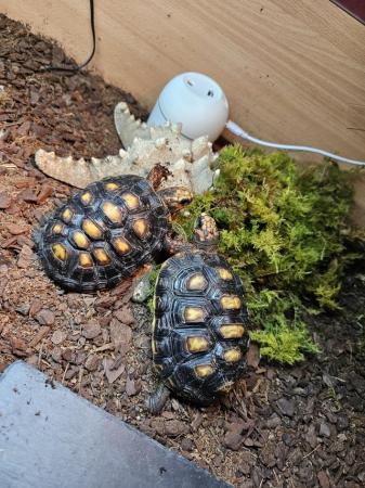 Image 1 of Captive breed 2022 red footed tortoise plus all accessories