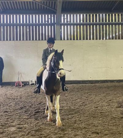 Image 1 of Welsh cob full loan can move 13.2 gelding