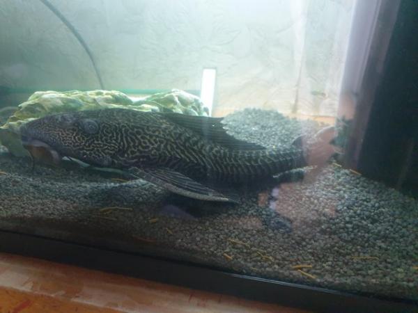 Image 4 of Pleco for sale x2 must go together
