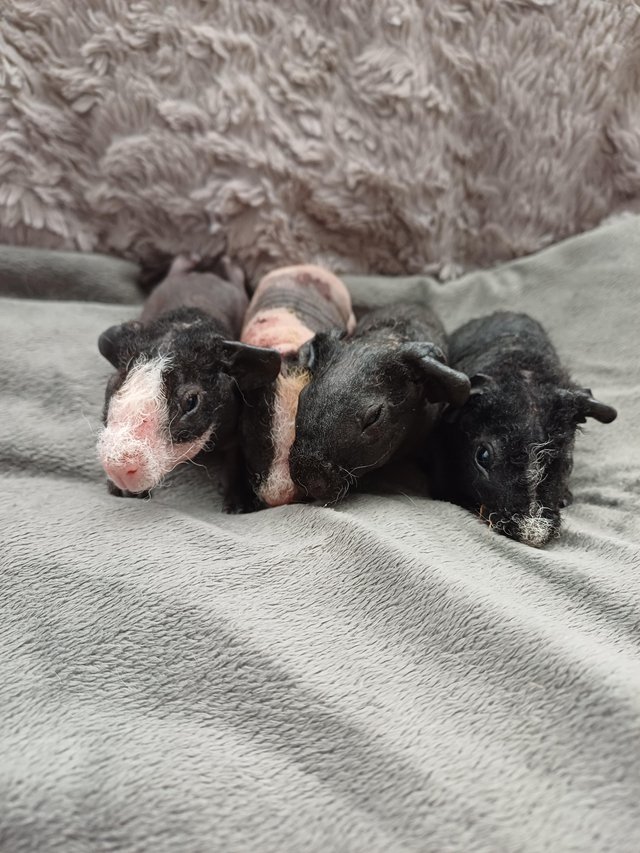 Preview of the first image of Skinny pig babies ready to leave for new homes.