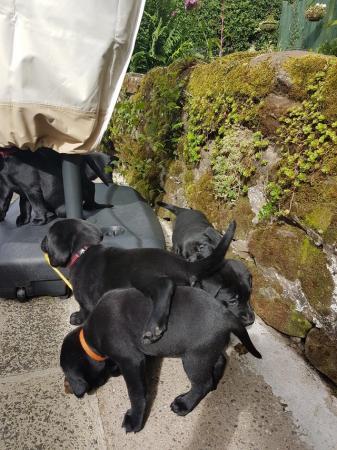 Image 10 of EXCELLENT KC Registered Labrador puppies